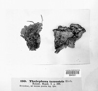 Thelephora terrestris image